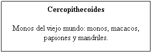 Cuadro de texto: Cercopithecoides
Monos del viejo mundo: monos, macacos, papiones y mandriles.
 
